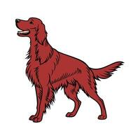 Impressive Irish Setter Displayed Against White Background vector