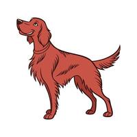 Charming Irish Setter on White Background vector