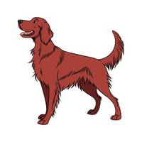 Elegant Irish Setter on White Surface vector