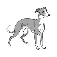 Charming Italian Greyhound on White Background vector