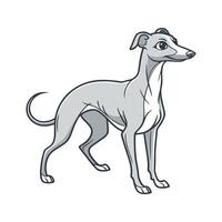 Dynamic Italian Greyhound on Clean Surface vector