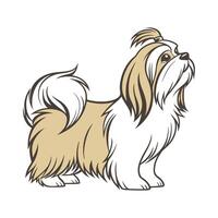 Charming Lhasa Apso Dog vector