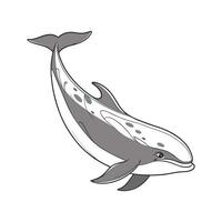 LongFinned Pilot Whale CloseUp vector