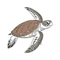 Loggerhead Turtle CloseUp vector