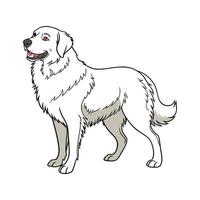 Maremma Sheepdog on White Background vector