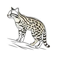 Ocelot in Natural Habitat vector