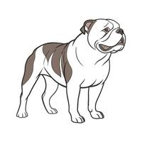 Olde English Bulldog CloseUp vector