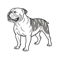 Olde English Bulldog on White vector