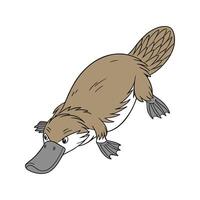 Platypus CloseUp Illustration vector