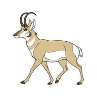 Pronghorn Antelope on White vector