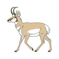 Charming Pronghorn Antelope vector