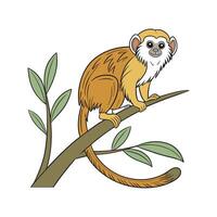 Pygmy Marmoset CloseUp vector