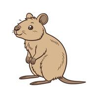 Quokka on White Background vector