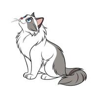 Ragdoll Cat on White Background vector