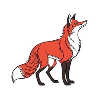 Red Fox on White Background vector