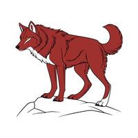 Red Wolf on White Background vector
