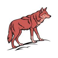 Red Wolf CloseUp Illustration vector