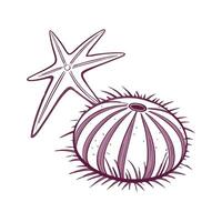 Sea Urchin Illustration vector