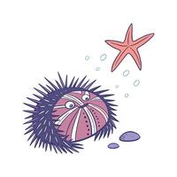 Sea Urchin on White Background vector
