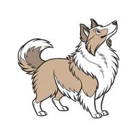 Shetland Sheepdog in Playful Pose vector