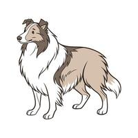 Charming Shetland Sheepdog vector