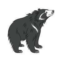 Sloth Bear on White Background vector