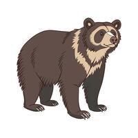 Spectacled Bear in Natural Habitat vector