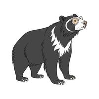 Spectacled Bear CloseUp vector