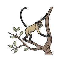 Spider Monkey on White Background vector