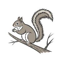Squirrel on White Background vector