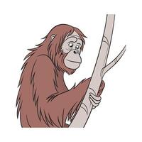 Sumatran Orangutan on White Background vector