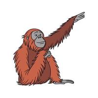Tapanuli Orangutan on White Background vector