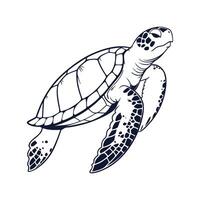 Tortoise on White Background vector