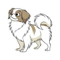 Tibetan Spaniel CloseUp vector