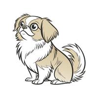 Tibetan Spaniel on White Background vector