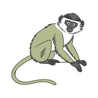 Charming Vervet Monkey vector