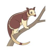 Tree Kangaroo in Natural Habitat vector