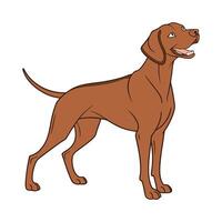 Vizsla Dog on White Background vector