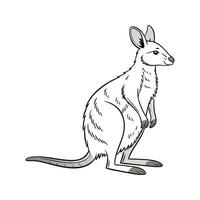 Wallaby on White Background vector