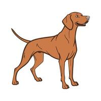 Vizsla in Playful Pose vector