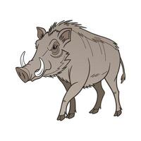 Warthog on White Background vector