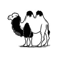 Graceful Bactrian Camel Against White vector