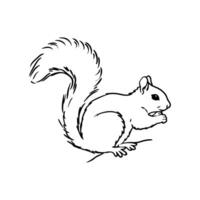 Adorable Common Squirrel Sitting at Rest vector