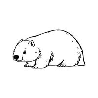 Adorable Common Wombat Resting vector