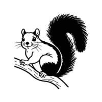 Charming Common Squirrel Curiously Watching vector