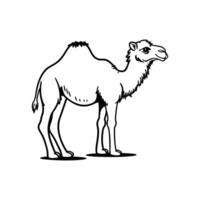 Dromedary Camel Standing Proudly in Nature vector
