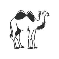 Majestic Dromedary Camel Walking Gracefully vector