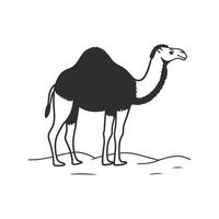 Dromedary Camel Relaxing in the Desert vector