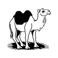 Stunning Dromedary Camel in Natural Habitat vector