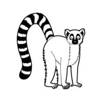 Charming RingTailed Lemur Relaxing vector